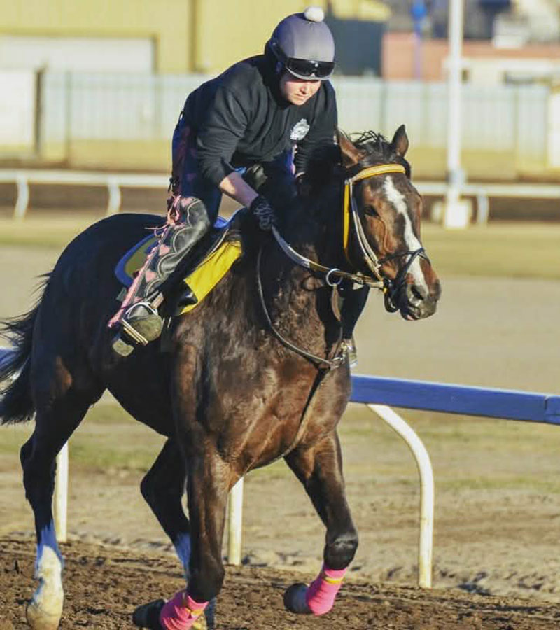 Galloping Oved at Northlands Park 2018 - now current pony horse Omar