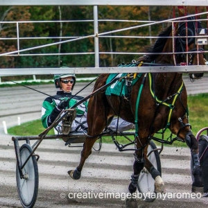 Harness racing has always boiled in Dave Kelly’s blood