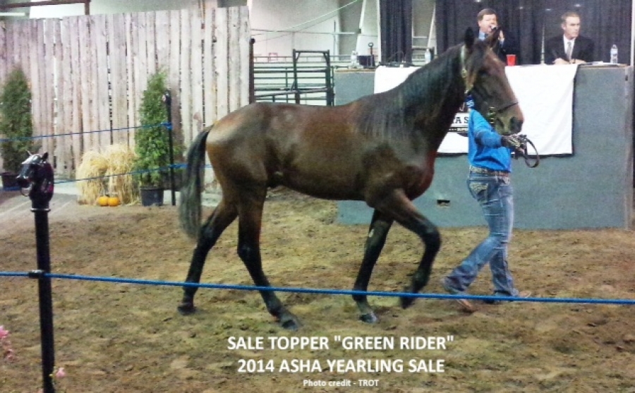 ASHA Yearling Sale Nearly Doubles In Total Sales