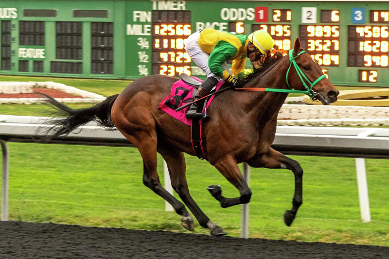Chase the Chaos and jockey Armando Ayuso win an allowance race by 7 1/2 lengths Dec. 30 at Golden Gate Fields.