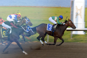 Canadian Thoroughbred Horse Society Sales Stakes slate screen - play video below