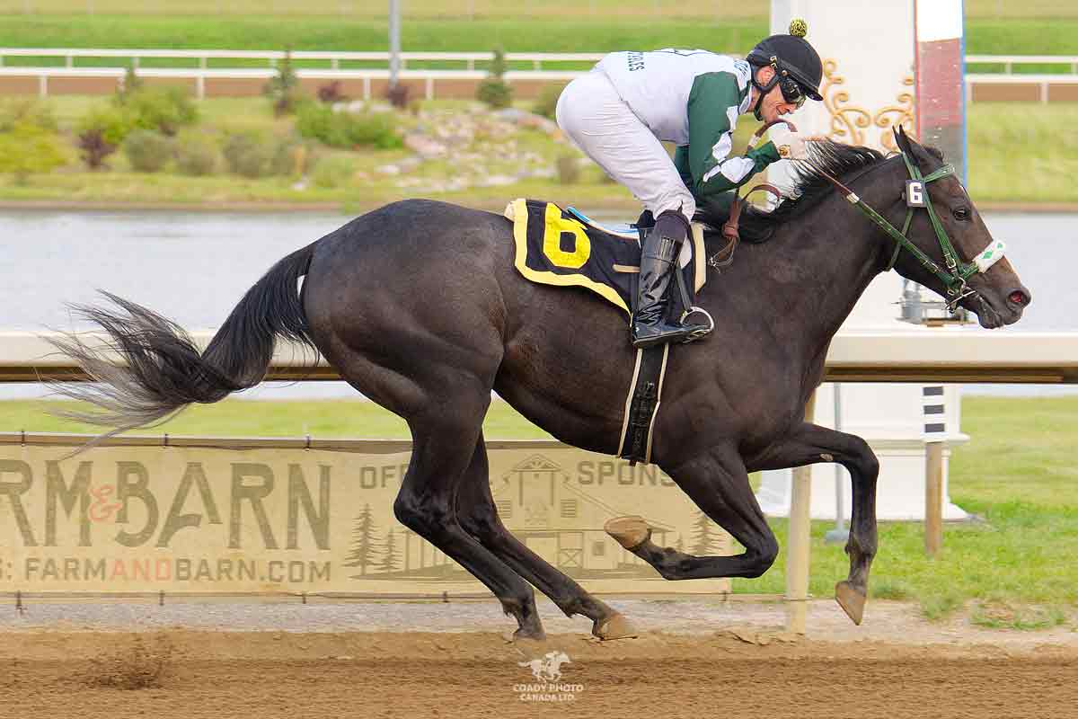 Midnight Moover on August 29 with Alexandar Marti up (Century Mile Race 4, Maiden Special Weight)