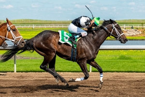 Sir Bronx leading in the stretch of the Don Getty Handicap at Century Mile on Sunday