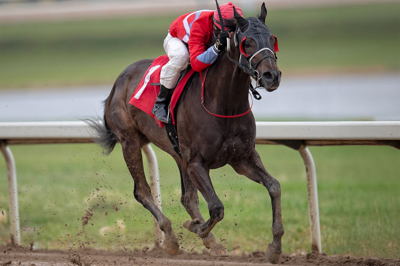 Pioneer Storm King Charges Into Derby Picture With Count Lathum Romp; Gee I’m Foxy Stuns Again in Sonoma