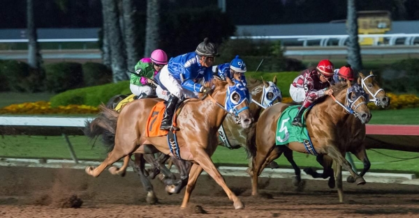 Toughie leading the pack